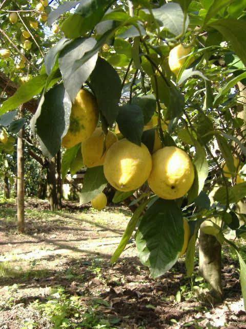 Azienda Agricola Veniero Piano di Sorrento Eksteriør billede