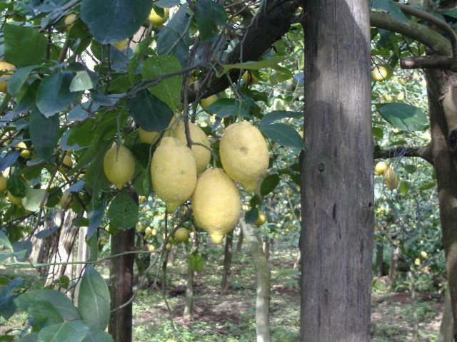 Azienda Agricola Veniero Piano di Sorrento Eksteriør billede